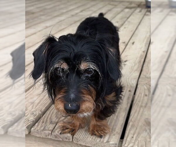 Medium Photo #2 Dachshund Puppy For Sale in Tarrytown, GA, USA