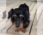Small #1 Dachshund