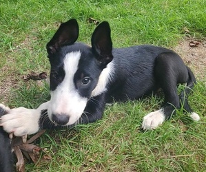 Border Collie Puppy for sale in TIFTON, GA, USA