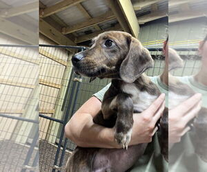 Black and Tan Coonhound-Labrador Retriever Mix Dogs for adoption in Benton, PA, USA