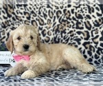 Small Goldendoodle (Miniature)