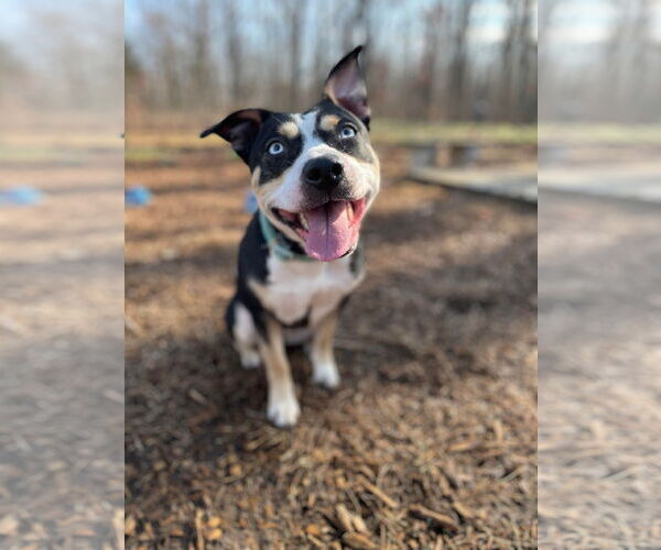 Medium Photo #1 Australian Shepherd-Unknown Mix Puppy For Sale in Rustburg, VA, USA