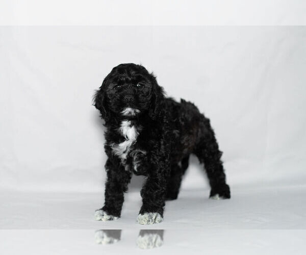 Medium Photo #5 Cockapoo Puppy For Sale in NAPPANEE, IN, USA