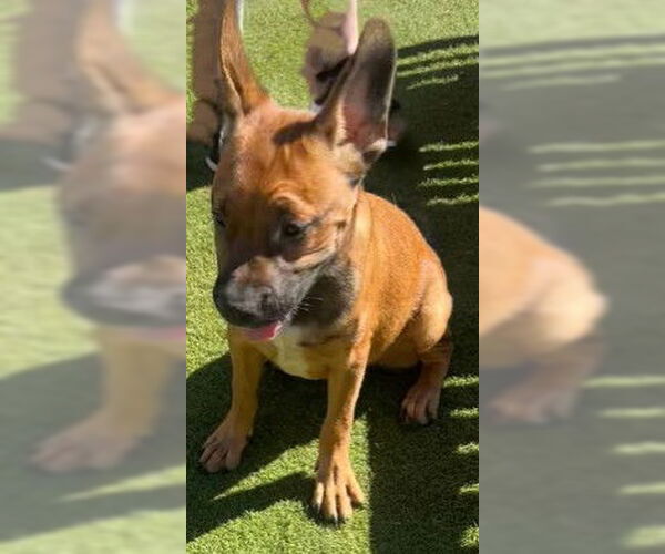 Medium Photo #3 French Bulldog-Unknown Mix Puppy For Sale in Fallbrook, CA, USA