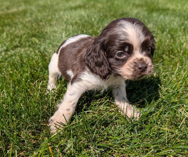 Medium Photo #36 Cocker Spaniel Puppy For Sale in GOSHEN, IN, USA