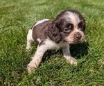 Small Photo #36 Cocker Spaniel Puppy For Sale in GOSHEN, IN, USA