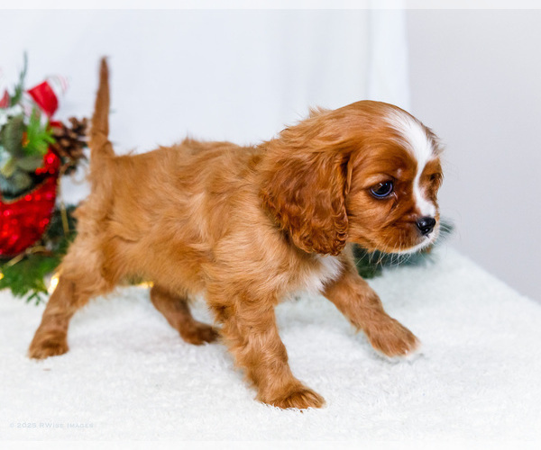 Medium Photo #58 Cavalier King Charles Spaniel Puppy For Sale in WAKARUSA, IN, USA