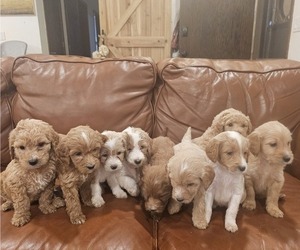 Doodle-Goldendoodle Mix Litter for sale in MINNEAPOLIS, MN, USA
