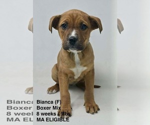 Boxer-Unknown Mix Dogs for adoption in pomfret, CT, USA