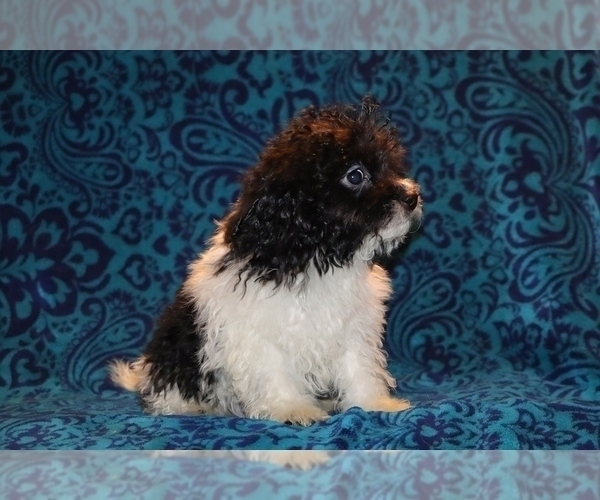 Medium Photo #15 Goldendoodle (Miniature) Puppy For Sale in DYERSBURG, TN, USA