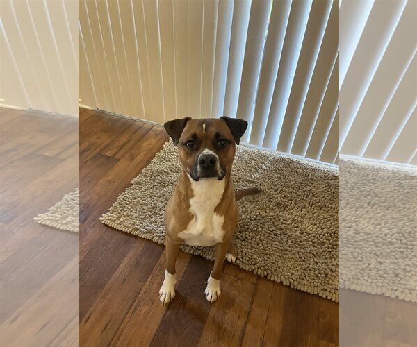 Medium Photo #3 Boxer-Unknown Mix Puppy For Sale in Dana Point, CA, USA