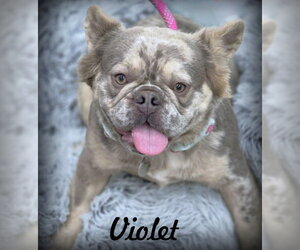 French Bulldog Dogs for adoption in Chino Hills, CA, USA