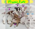 Small #3 Chihuahua Mix