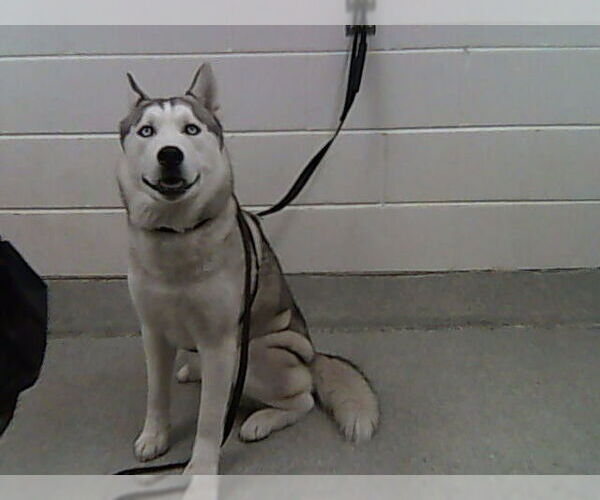 Medium Photo #1 Siberian Husky Puppy For Sale in Fort Collins, CO, USA