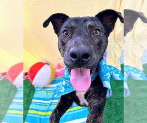 Labrador Retriever-Unknown Mix Dogs for adoption in Bryant, AR, USA