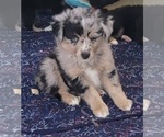 Small Photo #4 Miniature Australian Shepherd Puppy For Sale in OCTAVIA, OK, USA