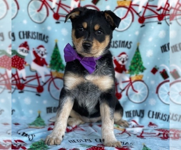 Medium Photo #4 Texas Heeler Puppy For Sale in LANCASTER, PA, USA