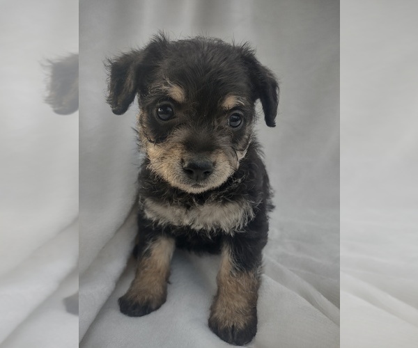 Medium Photo #1 Wapoo Puppy For Sale in SENECA FALLS, NY, USA