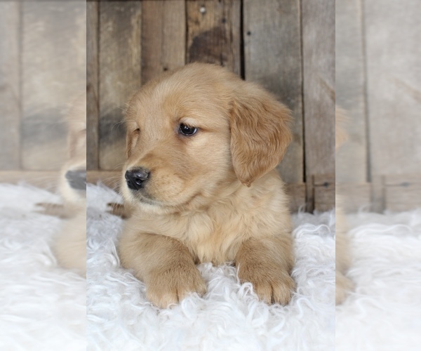 Medium Photo #1 Golden Retriever Puppy For Sale in MASON, OH, USA