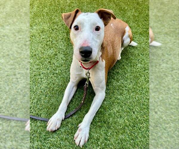 Medium Photo #3 Bull Terrier-Jack Russell Terrier Mix Puppy For Sale in Petaluma, CA, USA