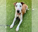 Small #2 Bull Terrier-Jack Russell Terrier Mix