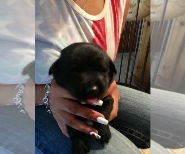 Medium Photo #11 Labrador Retriever Puppy For Sale in BANDERA, TX, USA
