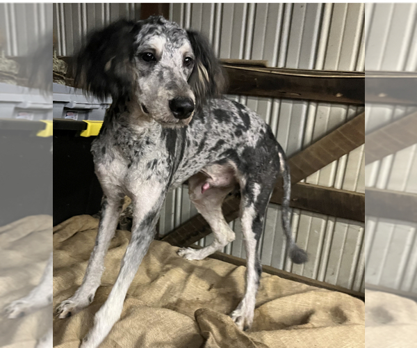 Medium Photo #1 Aussiedoodle Miniature  Puppy For Sale in UPTON, KY, USA