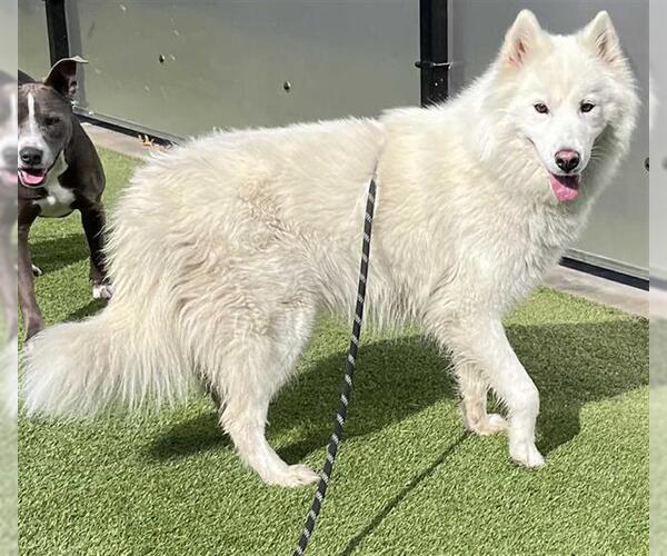 Medium Photo #2 Samoyed Puppy For Sale in Stockton, CA, USA