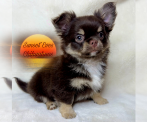 Chihuahua Puppy for sale in OAKWOOD, GA, USA