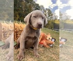 Image preview for Ad Listing. Nickname: AKC Ready to Go