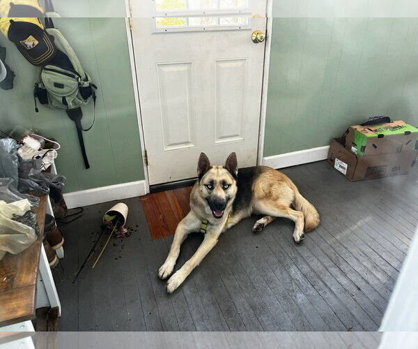 Medium Photo #4 Gerberian Shepsky Puppy For Sale in Holly Springs, NC, USA