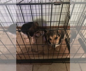 Lancashire-Unknown Mix Dogs for adoption in OKC, OK, USA