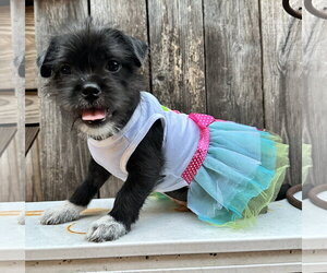 Lola #plush-toy-litter - Female Jack Chi Dog for Adoption - Photo #2