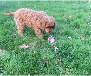 Cavalier King Charles Spaniel-Poodle (Toy) Mix Puppy for sale in NILES, MI, USA
