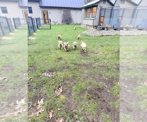 Golden Retriever Puppy for sale in CHIPPEWA FALLS, WI, USA