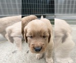 Small #6 Golden Retriever