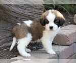 Small Photo #4 Saint Bernard Puppy For Sale in FREDERICKSBG, OH, USA