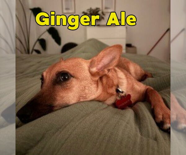 Medium Photo #3 Dachshund-Unknown Mix Puppy For Sale in San Antonio, TX, USA