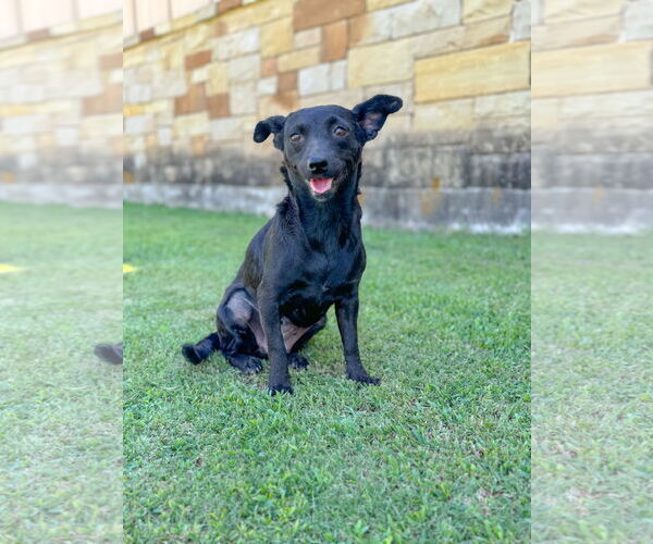Medium Photo #1 Dachshund-Unknown Mix Puppy For Sale in PIPE CREEK, TX, USA