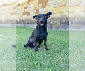 Medium Dachshund Mix