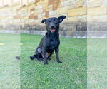 Small Dachshund Mix