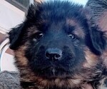 Small Photo #2 King Shepherd Puppy For Sale in GRAND CANYON CAVERNS, AZ, USA
