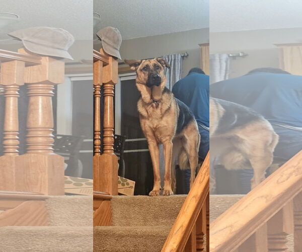 Medium Photo #2 German Shepherd Dog-Unknown Mix Puppy For Sale in Princeton, MN, USA