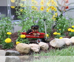 Small #5 Yorkshire Terrier