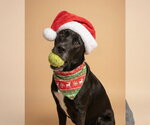 Small #6 American Pit Bull Terrier-Labrador Retriever Mix