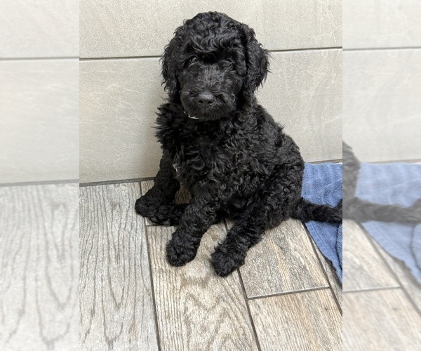 Medium Photo #22 Goldendoodle Puppy For Sale in GIBSONTON, FL, USA