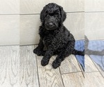Small Photo #6 Goldendoodle Puppy For Sale in GIBSONTON, FL, USA