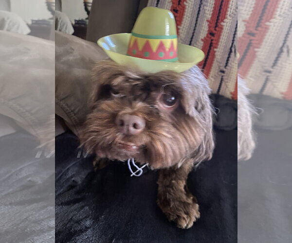 Medium Photo #4 Shih Tzu Puppy For Sale in McKinney, TX, USA