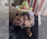 Small Photo #4 Shih Tzu Puppy For Sale in McKinney, TX, USA