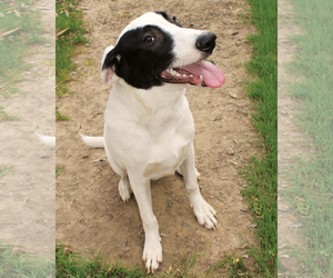 Labrador Retriever-Unknown Mix Dogs for adoption in Munford, TN, USA
